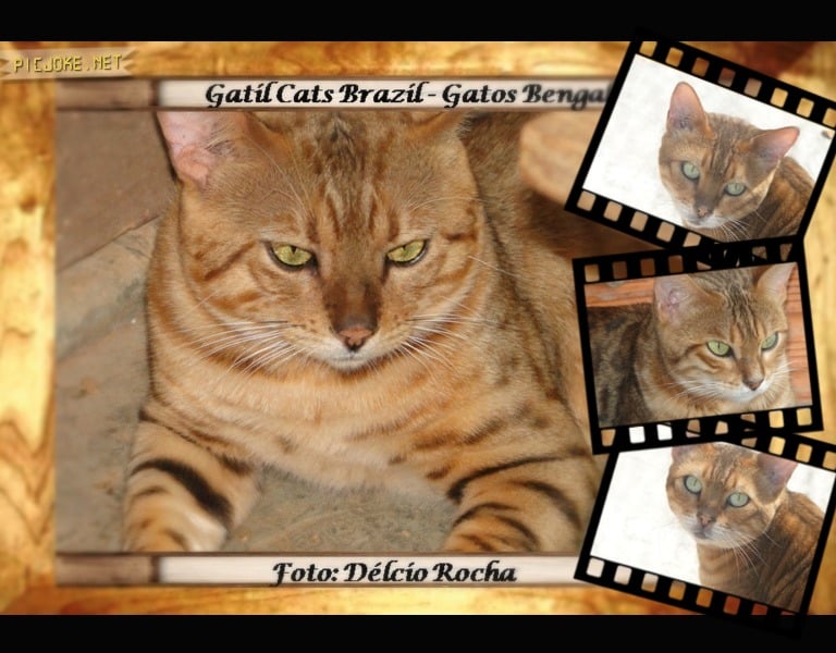 Gato Bengal