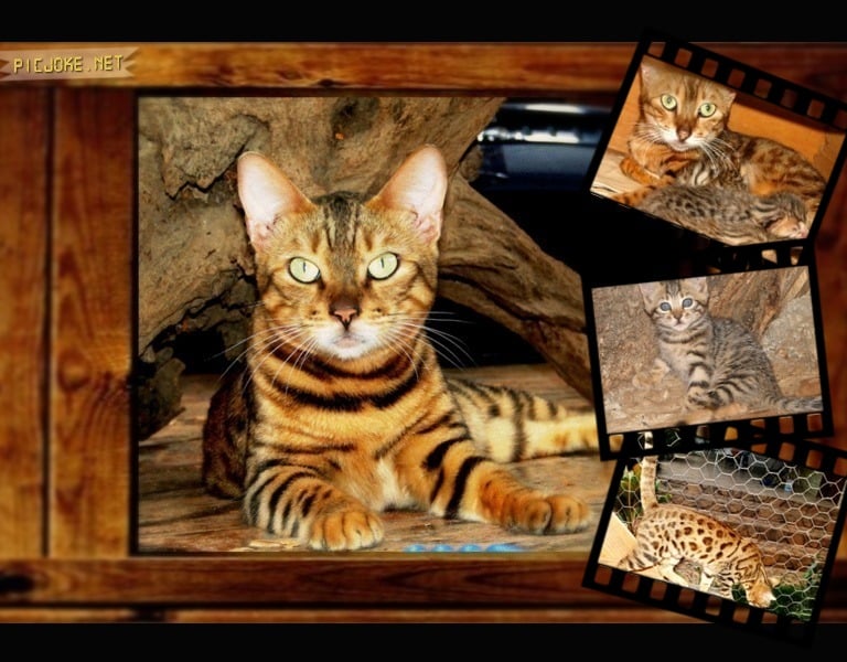 Gatos bengals