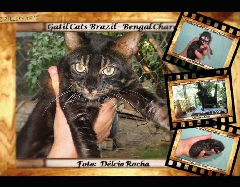Gatos Bengals melanístico
