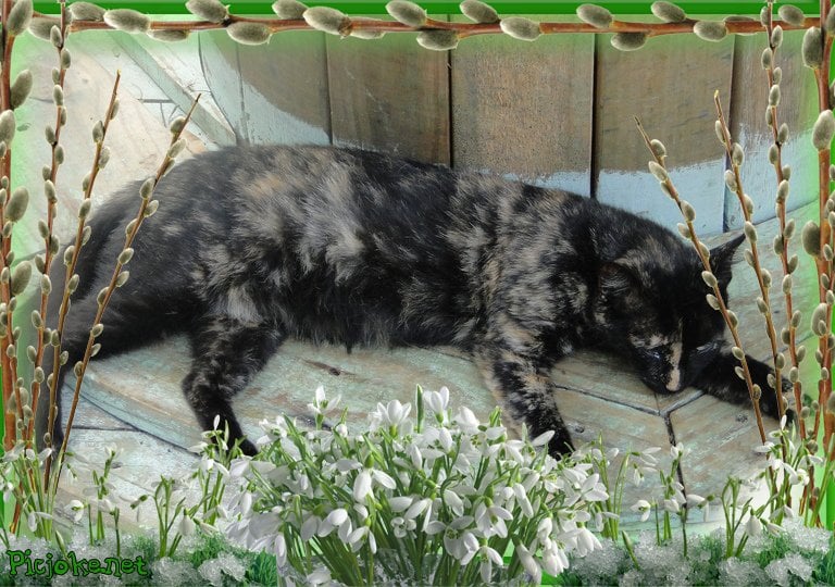 gatos abandonados