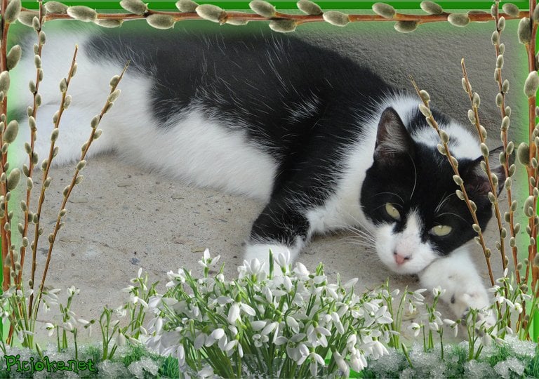 Gatos abandonados