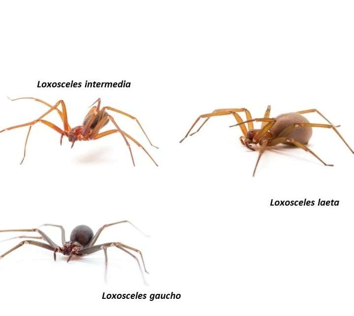 Aranha marron