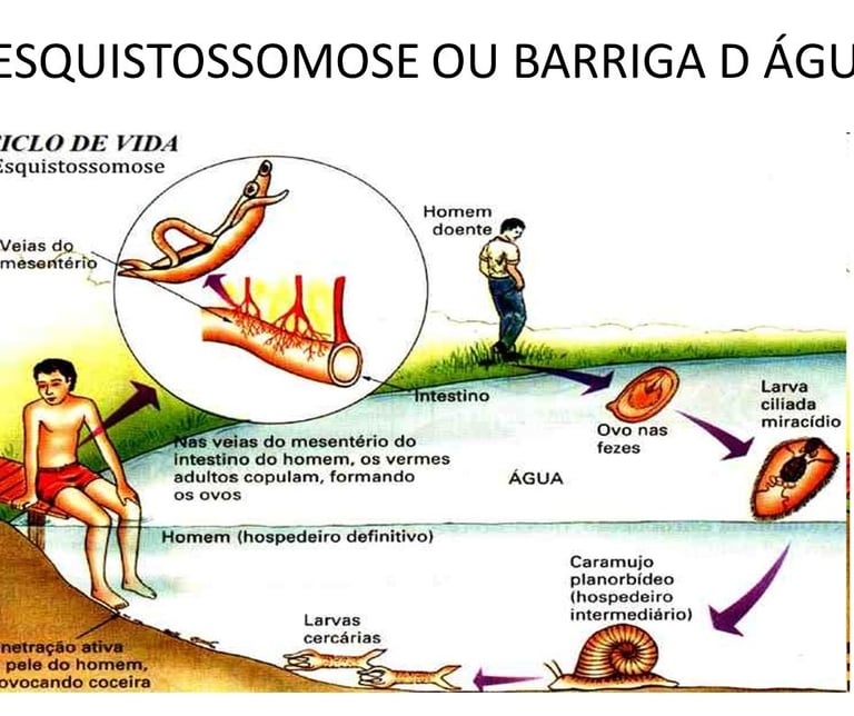 Ciclo da esquistossomose