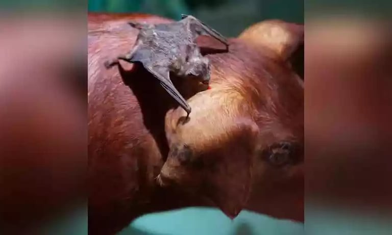 Campanha contra raiva