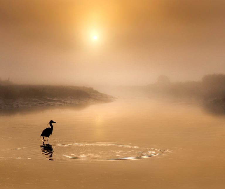 Foggy