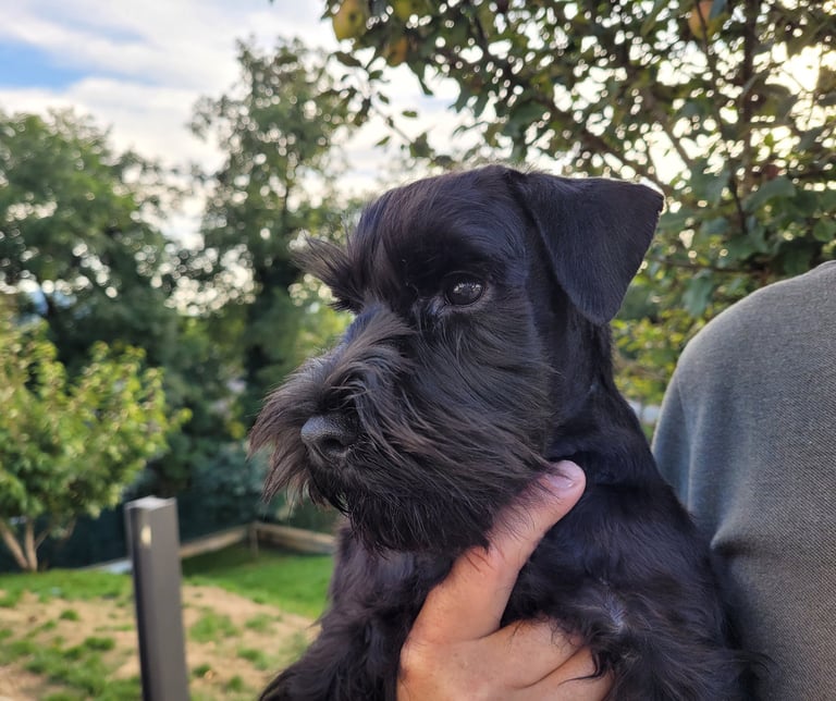 Chiot Schnauzer nain 4 mois