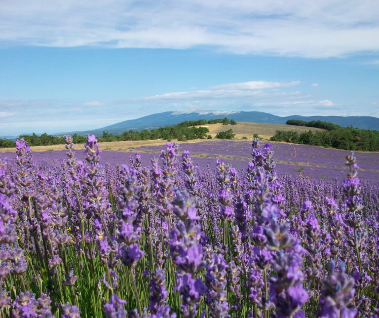 Champ de lavande Ventoux
