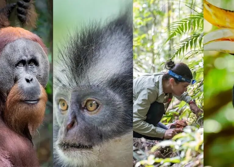 Wildlife of Gunung Leuser National Park