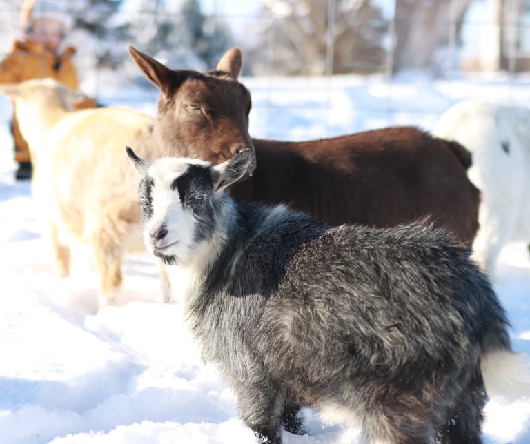 Private farm tour and goat milking