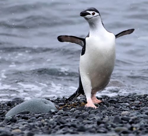 a penguin in a seagull on a rocky beach
