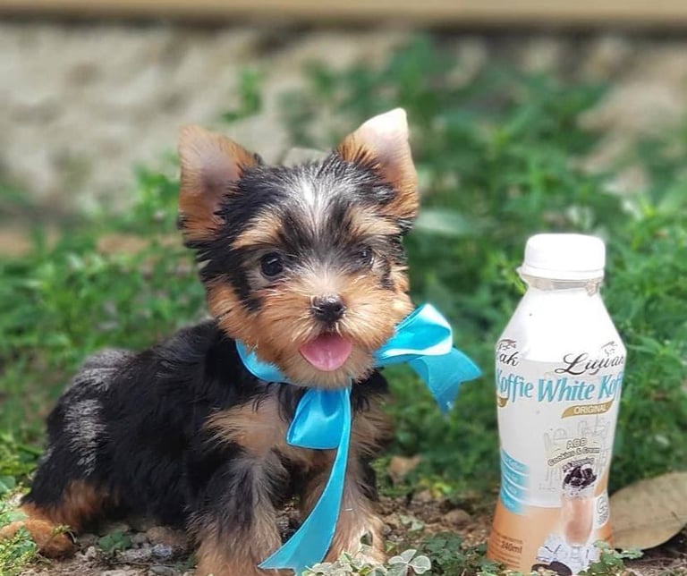 Affordable Yorkie puppies for sale