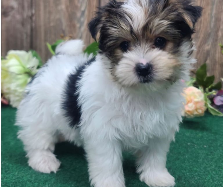Purebred Yorkie puppies for sale