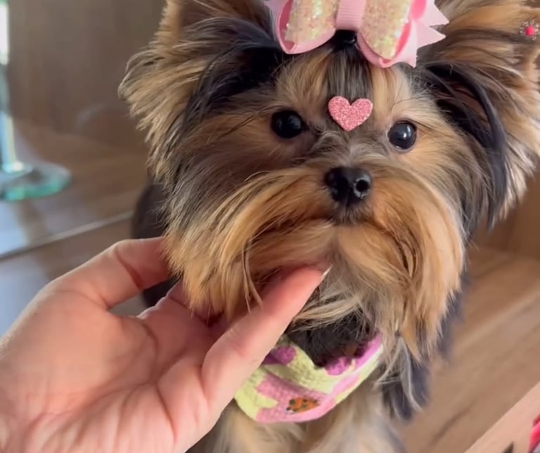 Cheap Yorkie puppies for sale