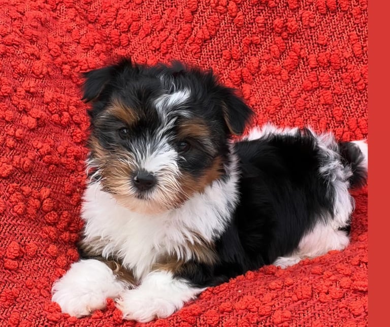 purebred Yorkie puppies