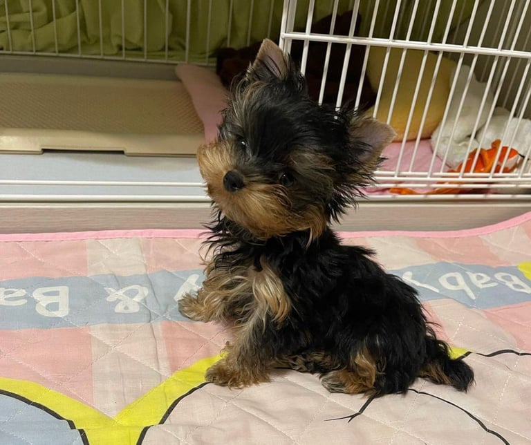 Purebred Yorkie puppies online
