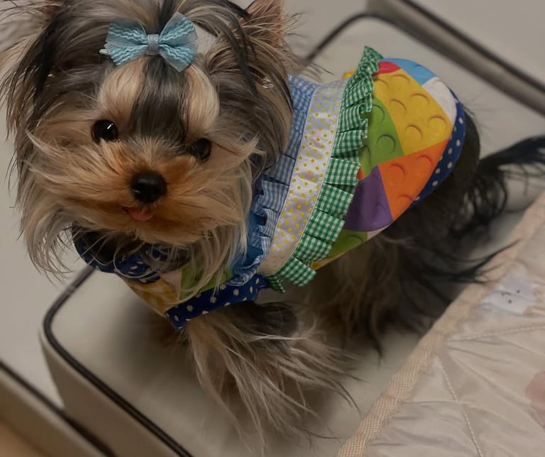 Yorkie for sale