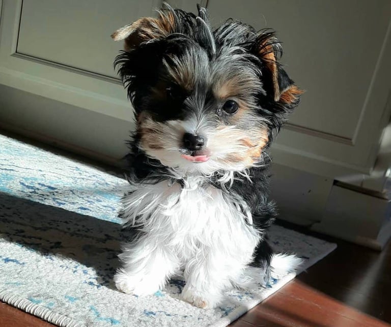 Affordable purebred Yorkie puppies