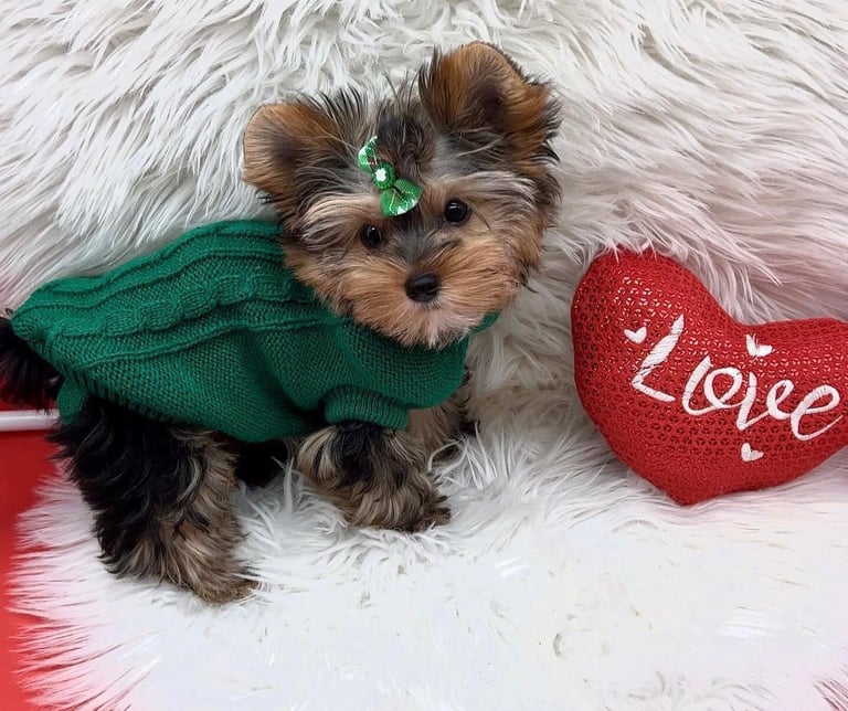 Cheap purebred Yorkie puppies
