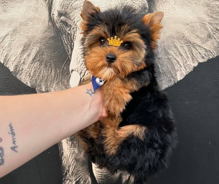 Purebred Yorkie puppies near me