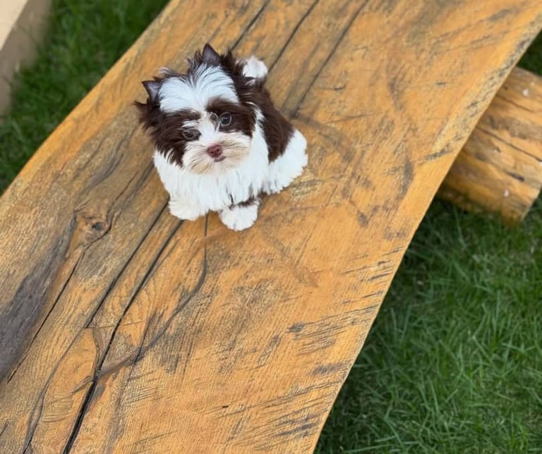 Yorkie puppies near me