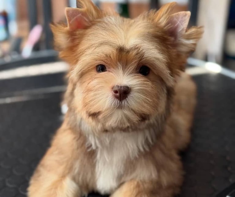 Yorkie puppies available