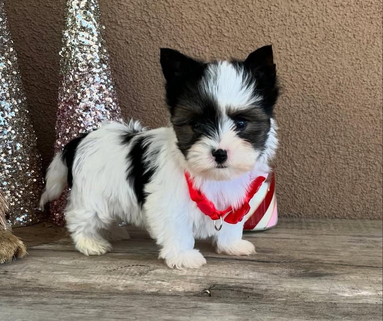 AKC Yorkie puppies for sale