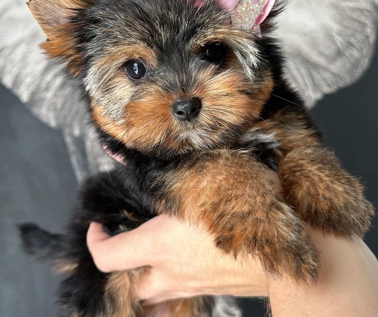 Purebred Yorkie puppies near me