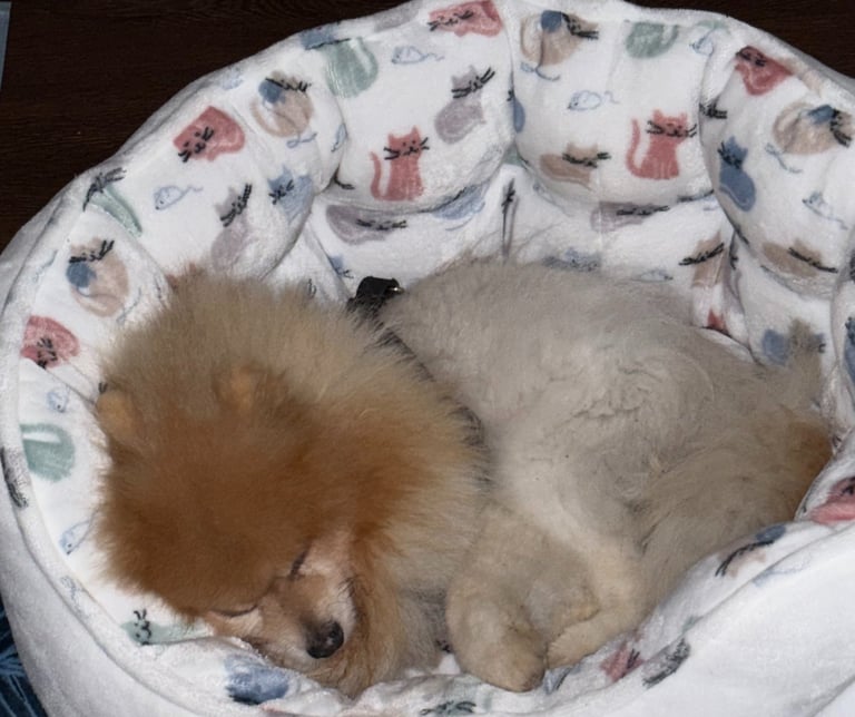 Dog sleeping on comfy bed during overnight dog boarding at Raising Paws in Forest Park GA.