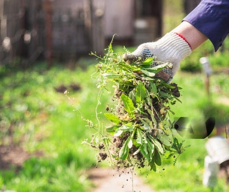 Garden Clean Up