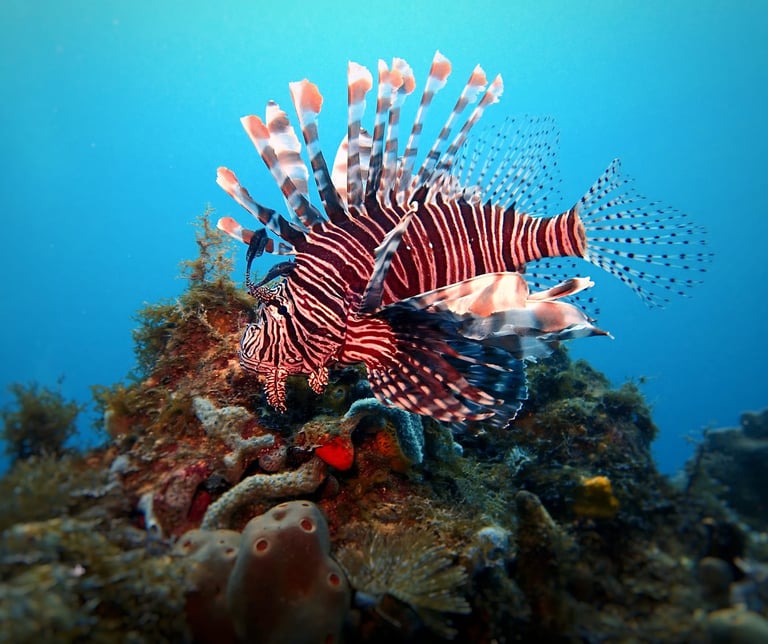 Poisson lion antennaire plongée voyage france guadeloupe