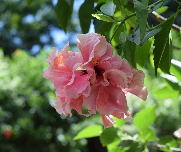 hibiscus rose voyage france guadeloupe