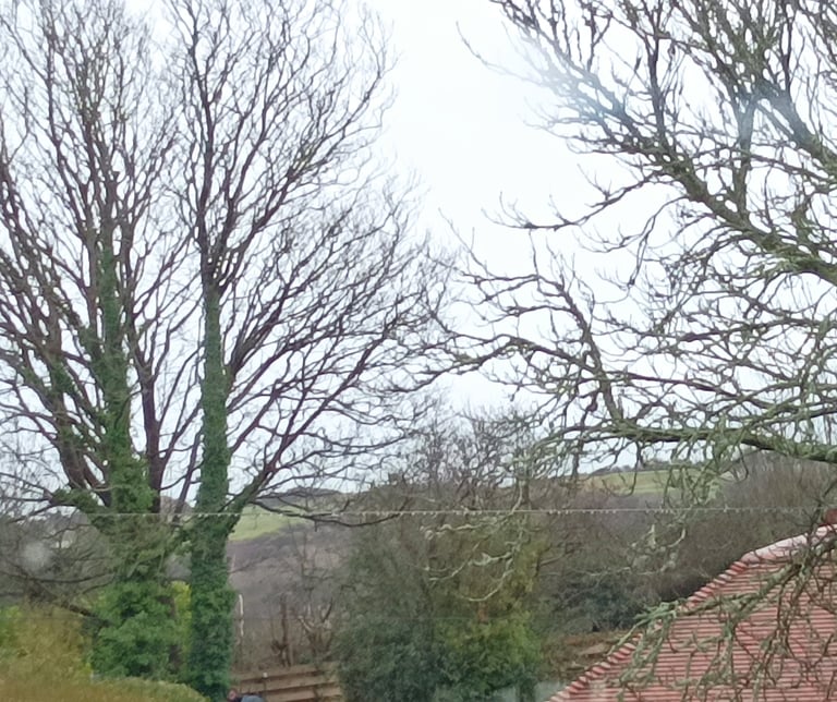 a tracery of twigs