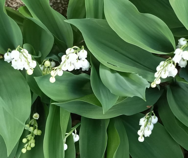 In a tiny corner, sprays of lily of the valley.