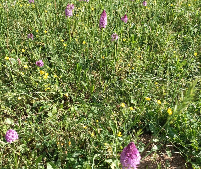 Pyramidal orchids in June