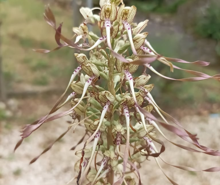 The lizard orchid.