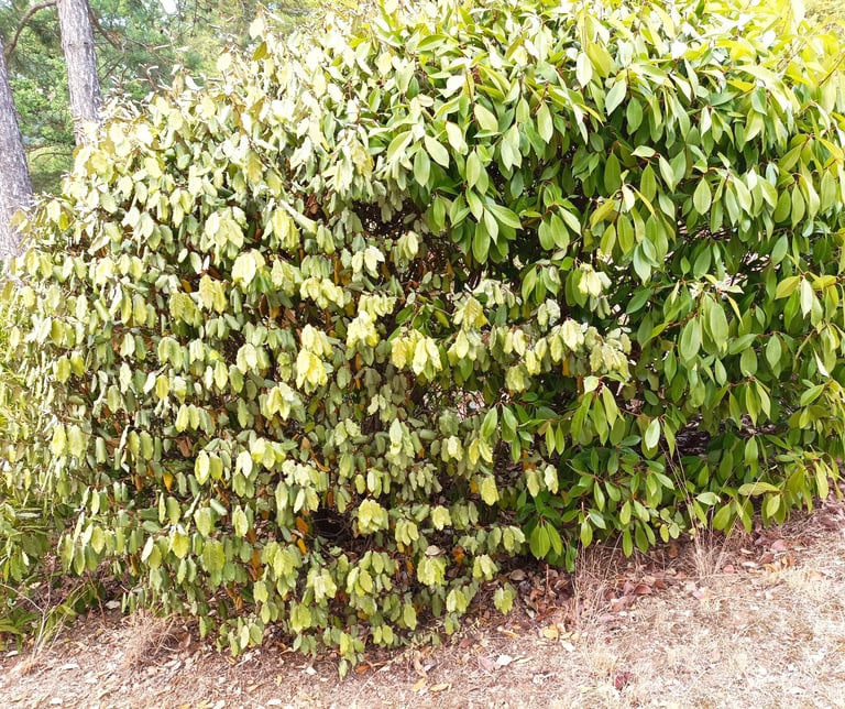 Drooping shrubs