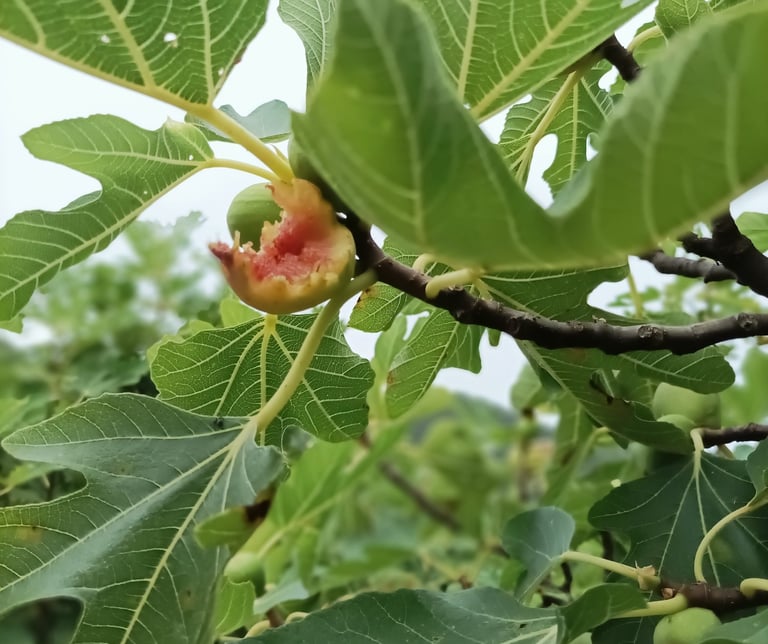 A bird has abandoned thjis half eaten fig