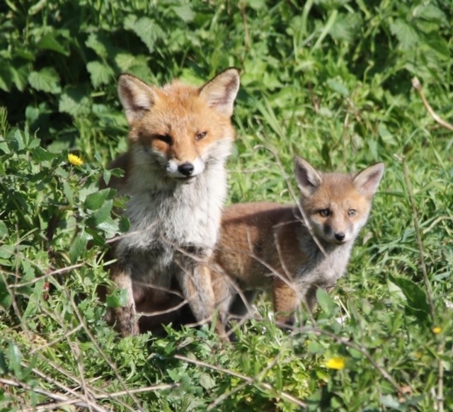Thanks to Claire for this picture of a fox and its cub