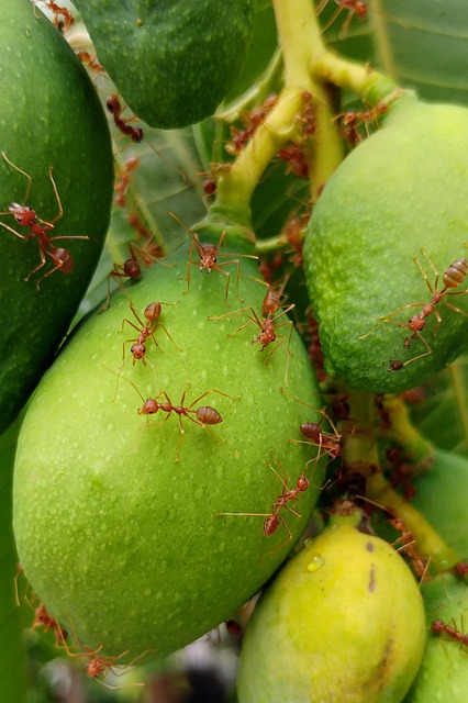 Red fire ants