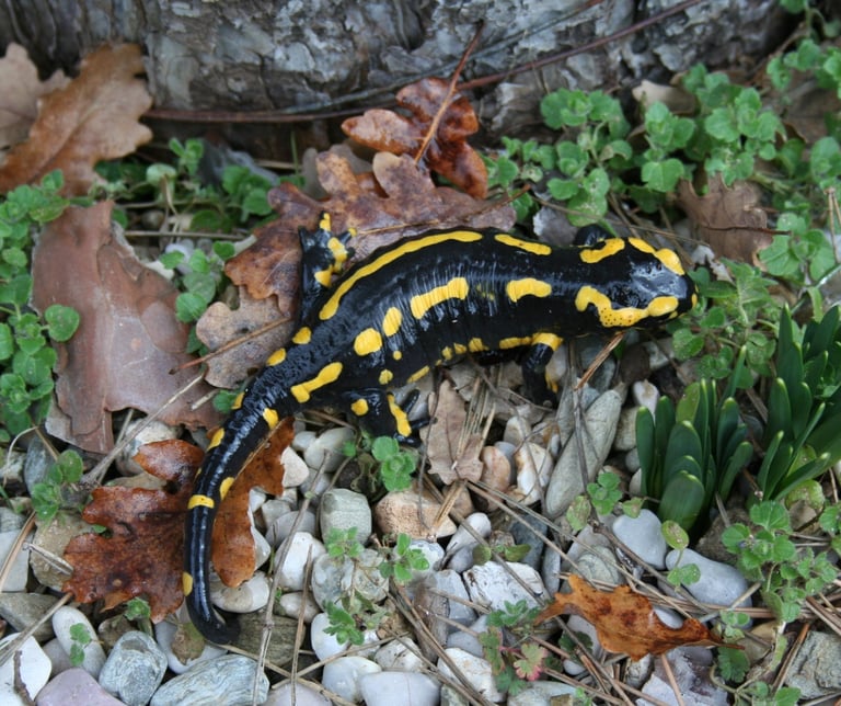 The fire salamander