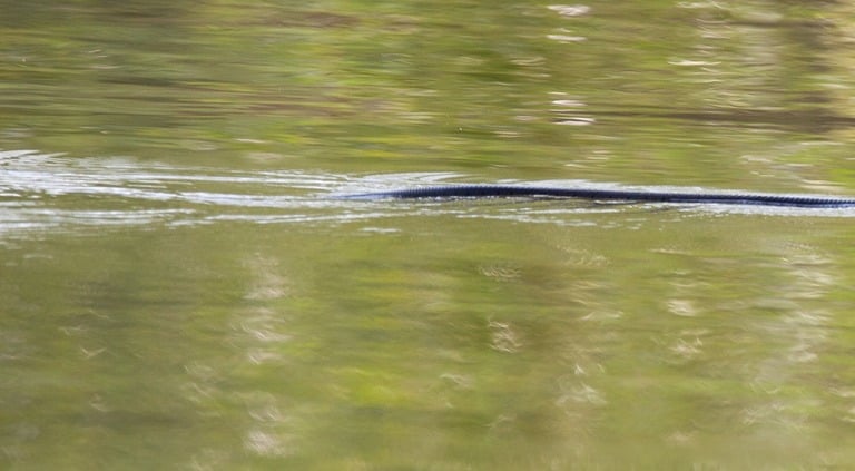 Grass snake swimming.