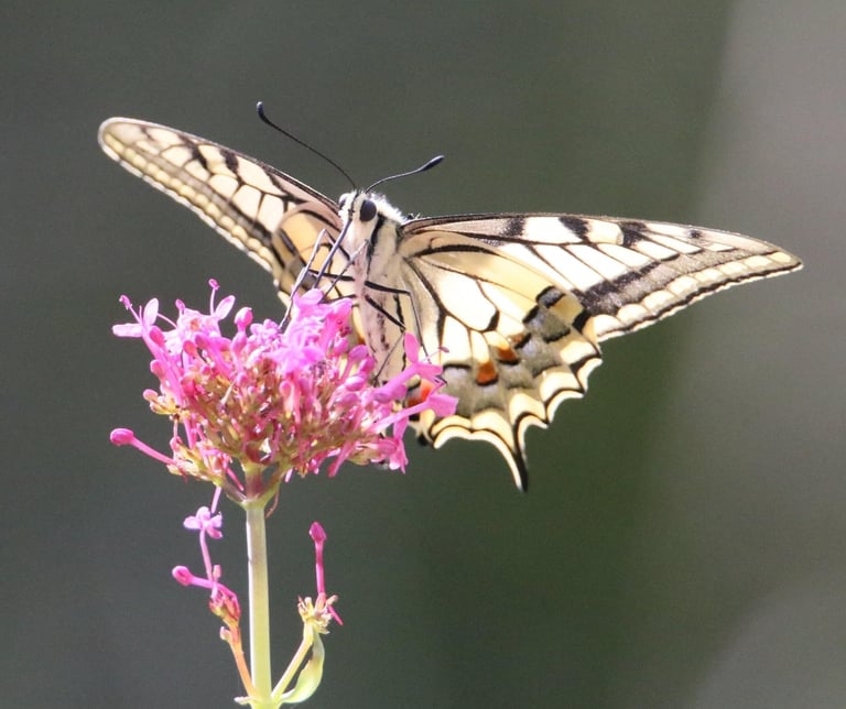 The swallowtail on our flowering Valerian.