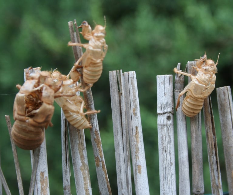 Discarded nymph cases