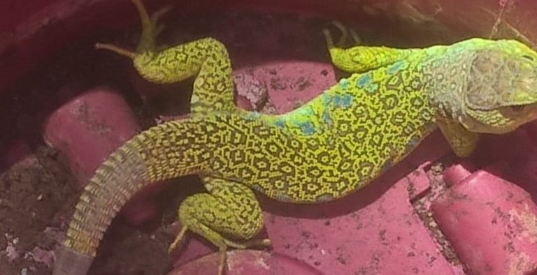 Ocellated(or jewelled) Lizard