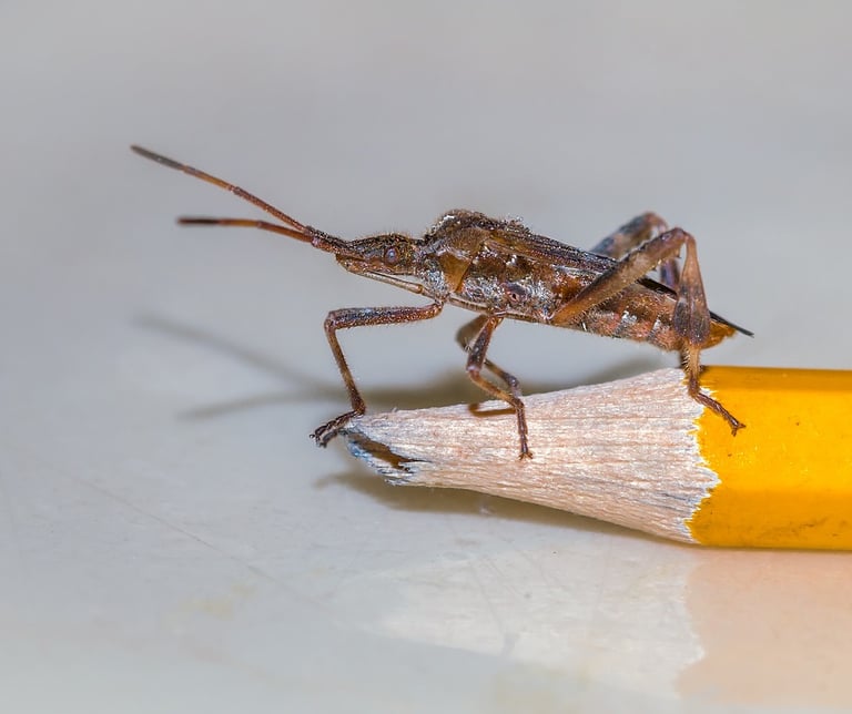 Leptiglossus Occidentalis