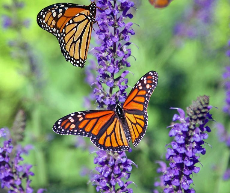two butterflies on lavender