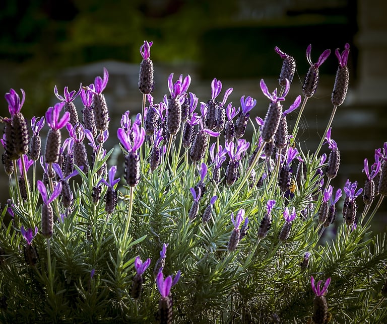 A clear image of lavender flowers with sunshine on them