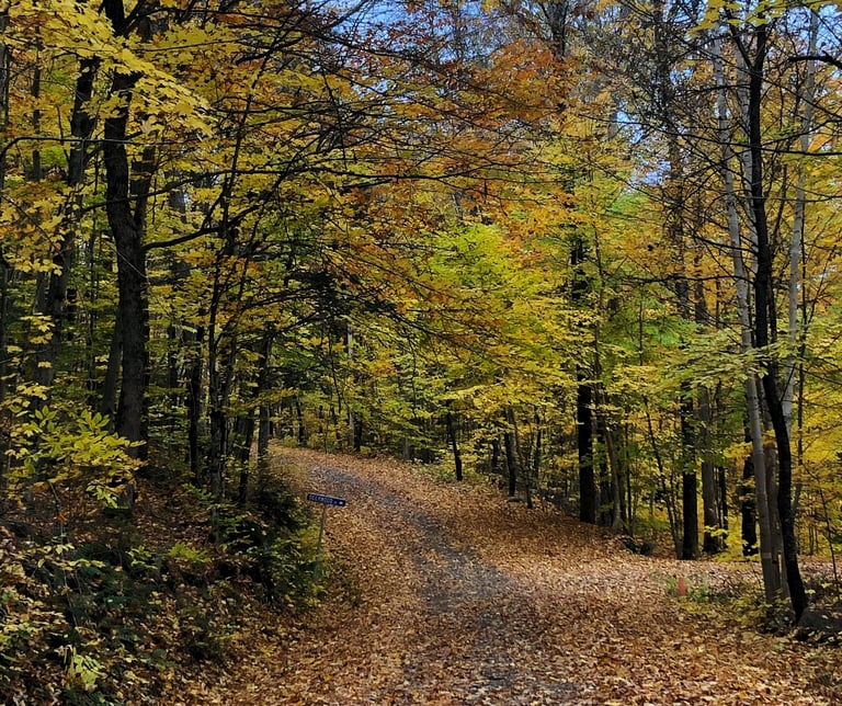 a dirt road with autumnal leaves on the ground