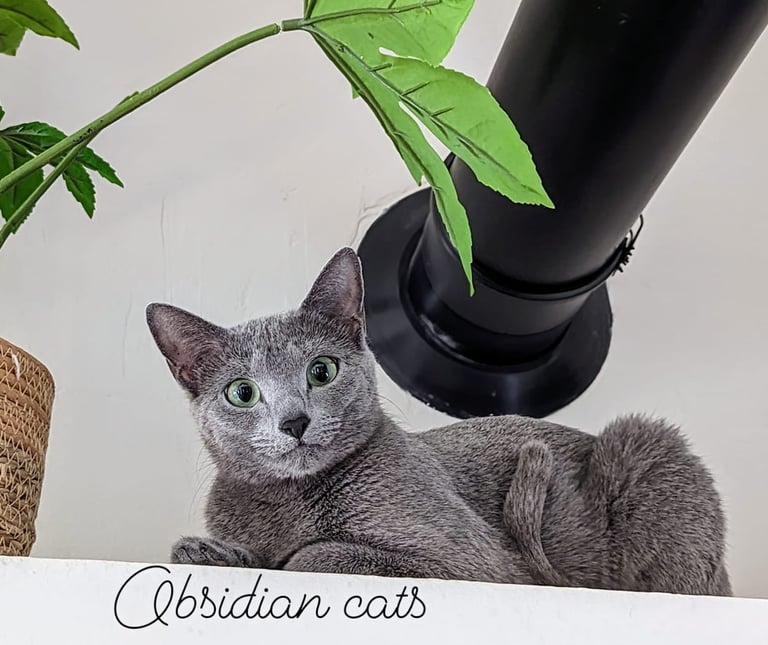 chat bleu russe chatterie Obsidian cats