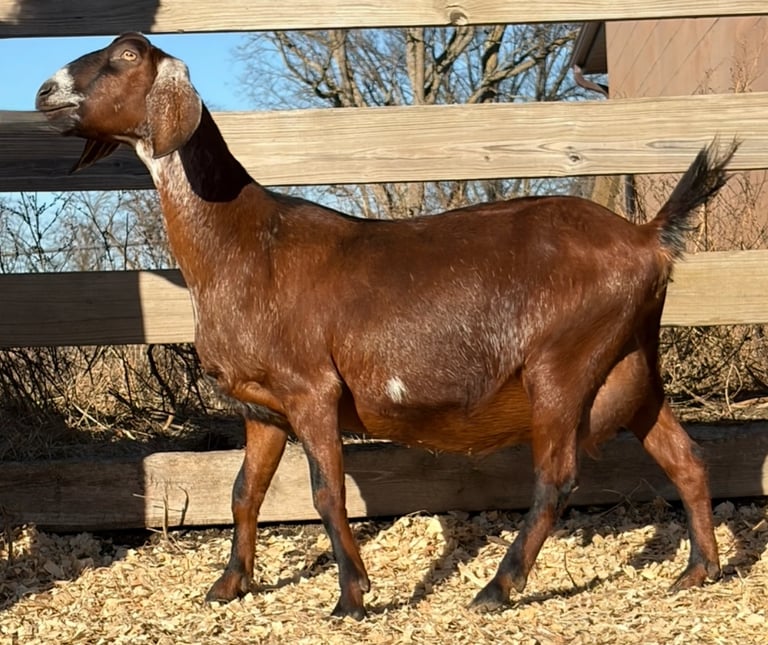 Brown goat with many white spots 